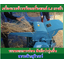 เครื่องนวดข้าวขนาดเล็กพร้อมเครื่องยนต์ 8.5 แรงม้า
