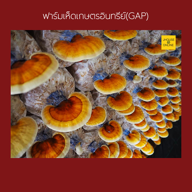 เห็ดหลินจือแดงอบแก้ง ออร์แกนิค100%(หั่นชิ้น) สายพันธุ์ G2 ช่วยสร้างภูมิคุ้มกันร่างกาย
