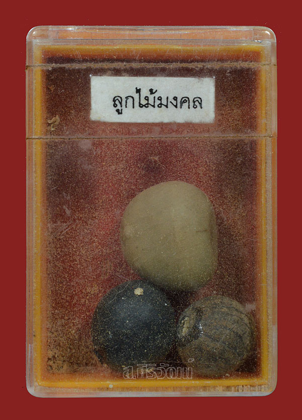 ลูกไม้มงคล พระครูกาชาด วัดดอนศาลา จ.พัทลุง