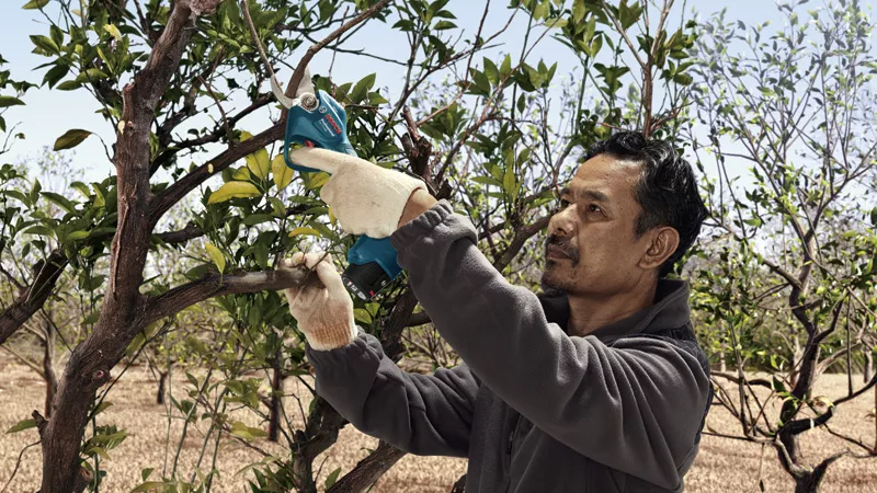 BOSCH Pro Pruner - Cordless Secateur with 1x 2.0Ah batteries and Charger - เครื่องตัดแต่งกิ่งไม้ไร้สาย ใช้แบตเตอรี่ 12โวล์ท (พร้อมแบตเตอรี่ 12โวล์ท 2.0Ah 1ก้อน และแท่นชาร์ท) - 06019K10K1