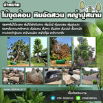 จัดสวนหินโทร 096-8588145 จัดหาต้นไม้มงคล หินจัดสวน หินกาบ หินน้ำตก ญ้านวลน้อย หญ้าญี่ปุ่น ,